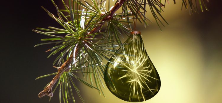 Oh, Tannenbaum… wie gesund sind deine Blätter! Oh, Tannenbaum… wie gesund sind deine Blätter!